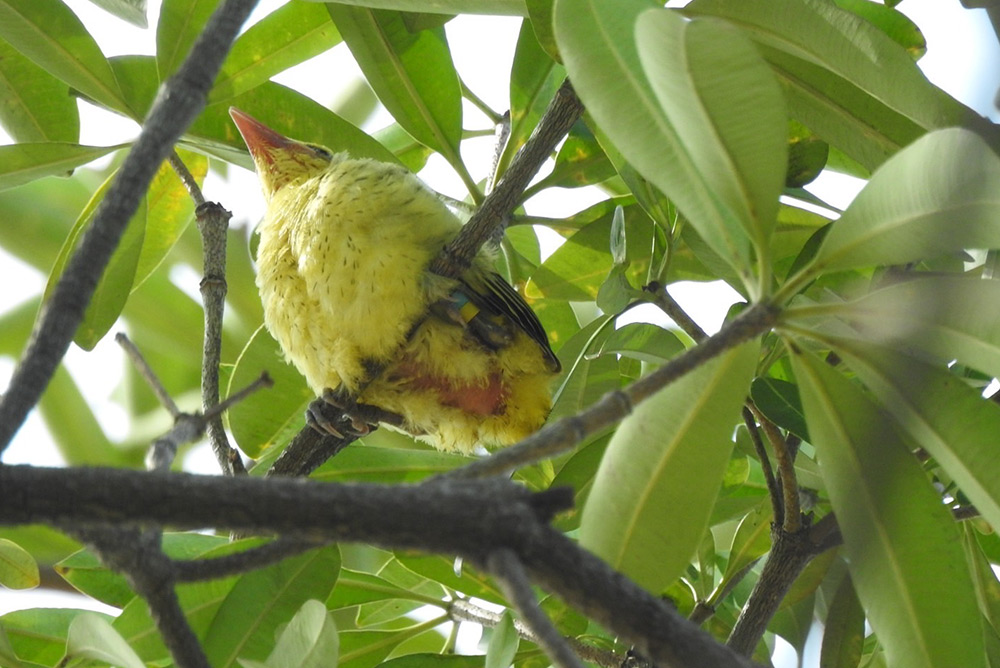 黃鸝的幼鳥羽翼漸豐，離開鳥巢準備高飛。(高雄市野鳥學會提供)