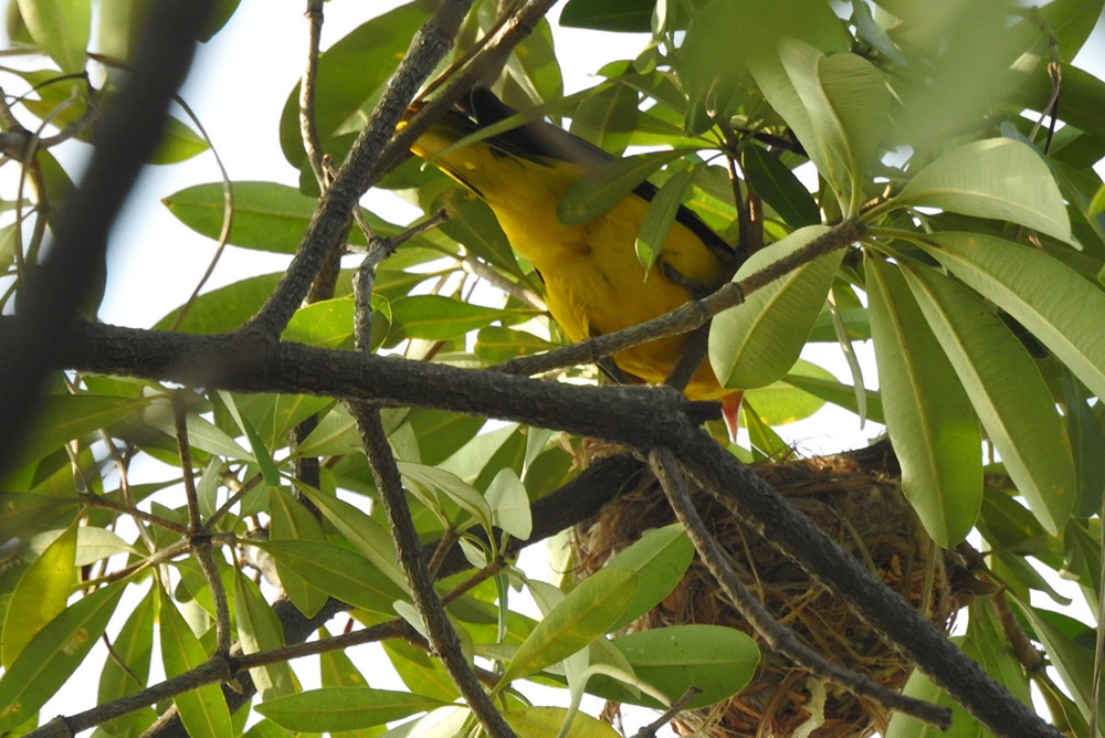 鳥會同仁說，這次鳥巢的巢位非常隱密，親鳥在餵食的畫面，不仔細看很難看出來。(高雄市野鳥學會提供)