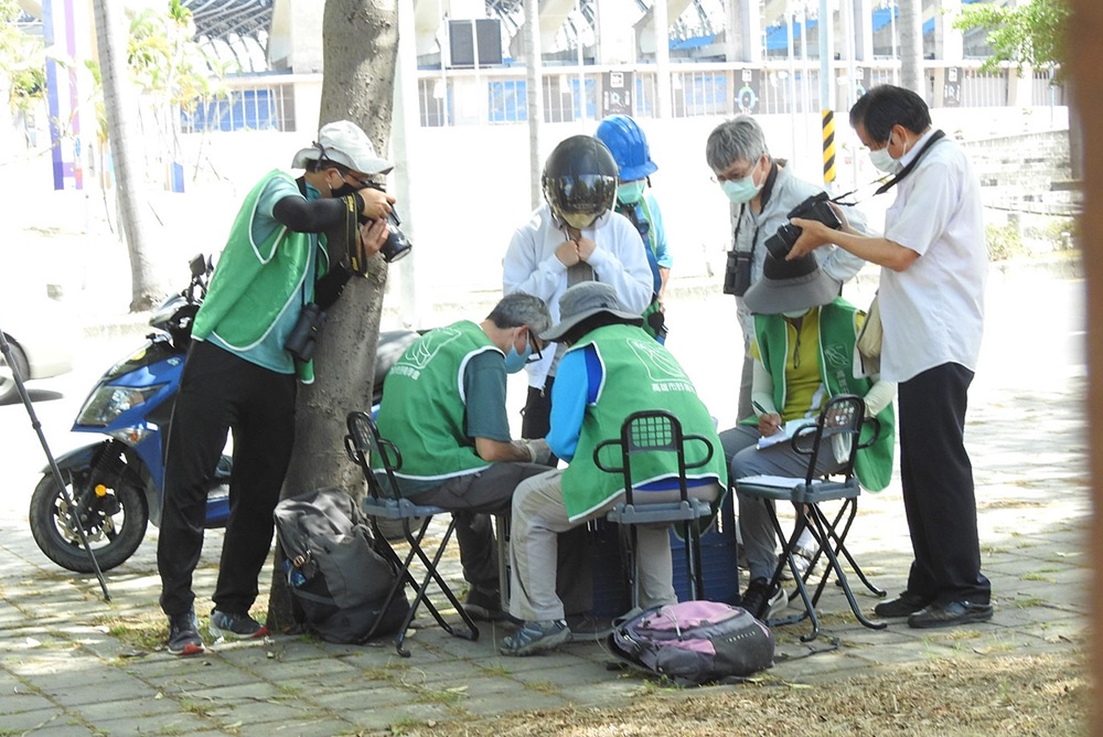 高雄鳥會工作人員加派人手守護黃鸝的鳥巢。(高雄市野鳥學會提供)